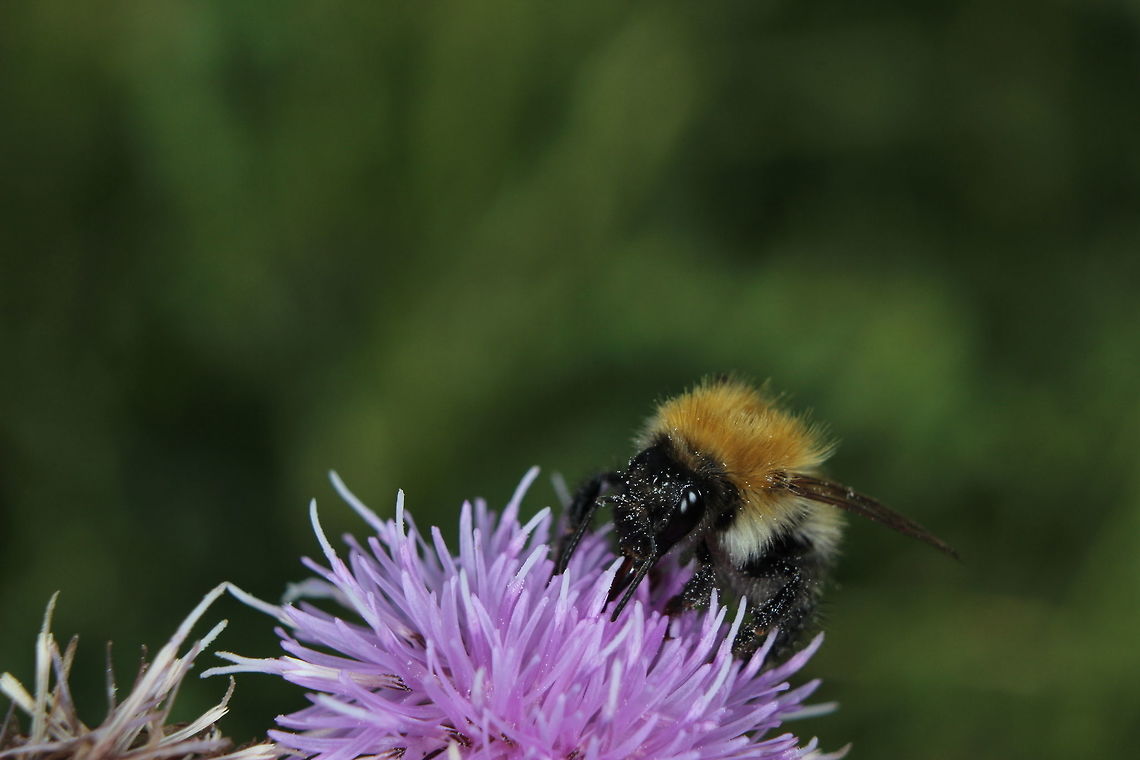Early Bumblebee  Bombus pratorum,Early bumblebee,Geotagged,Summer,United Kingdom