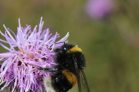 Bombus_Terrestris  Bombus terrestris,Geotagged,Summer,United Kingdom