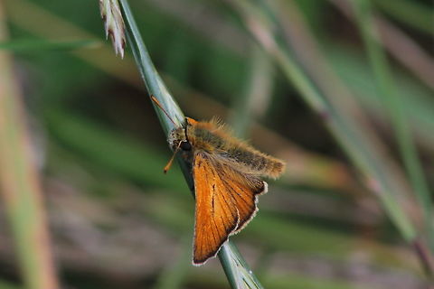Skipper  Geotagged,Small Skipper,Summer,Thymelicus sylvestris,United Kingdom