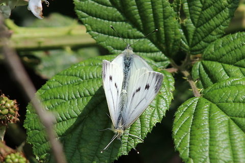 Pieris Rapae in love...  Geotagged,Green-veined White,Pieris napi,Summer,United Kingdom