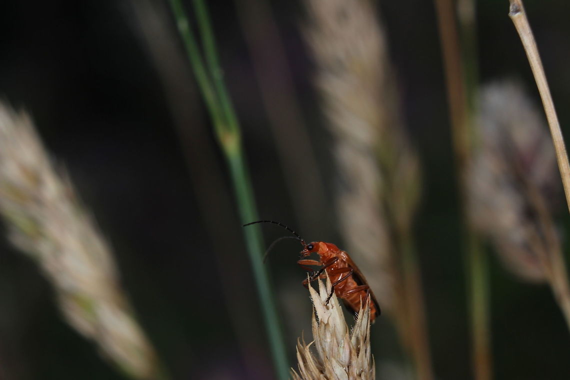 Rhagonycha Fulva  Common red soldier beetle,Geotagged,Rhagonycha fulva,Summer,United Kingdom