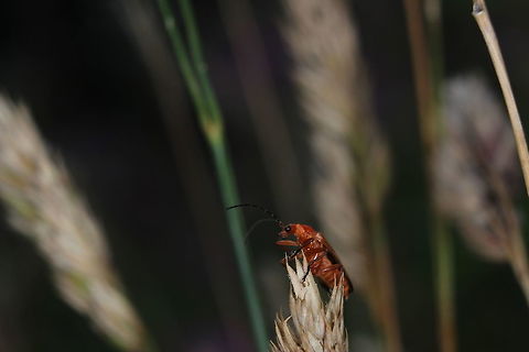 Rhagonycha Fulva  Common red soldier beetle,Geotagged,Rhagonycha fulva,Summer,United Kingdom