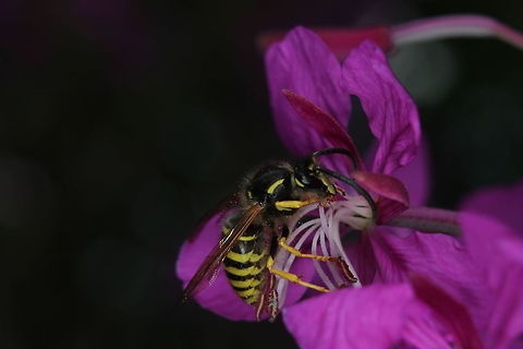 Vespula_Vulgaris  Common wasp,Geotagged,Summer,United Kingdom,Vespula vulgaris