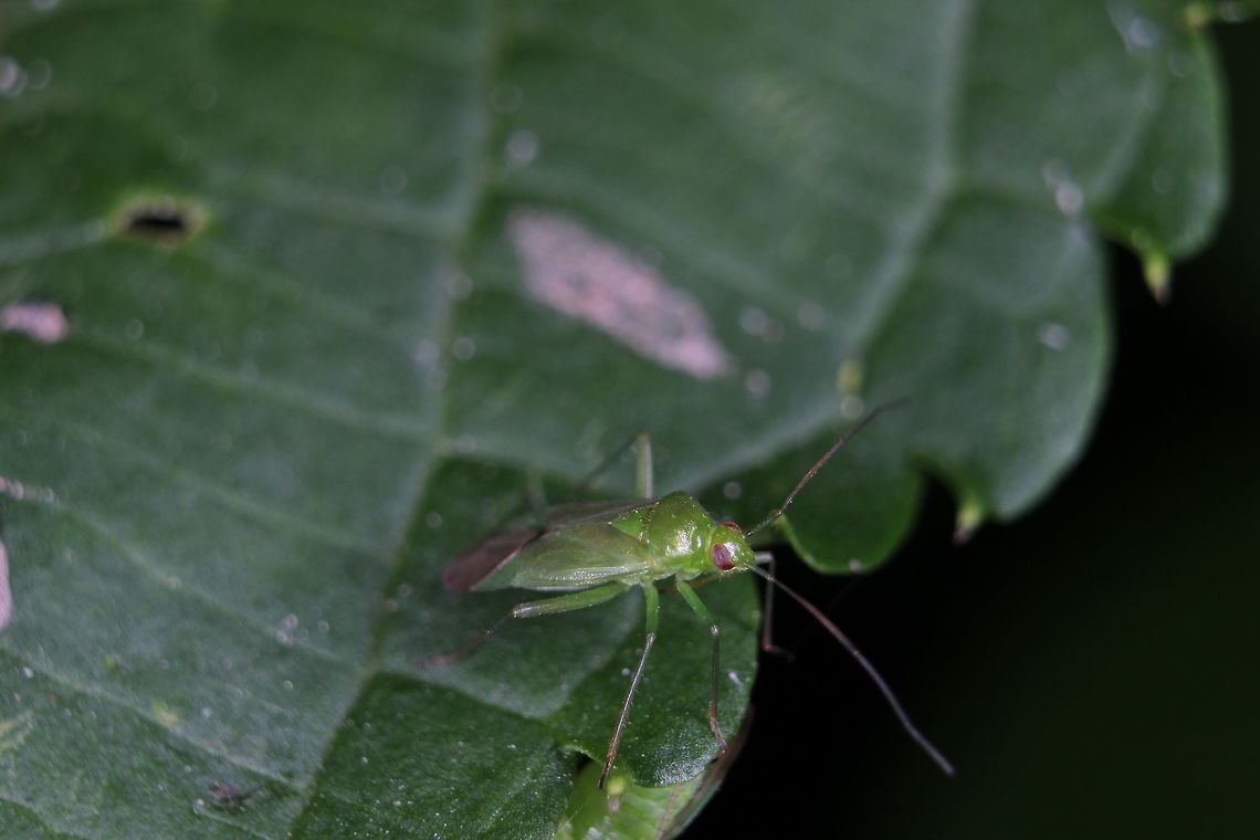 Common Green Capsid  Geotagged,Lygocoris pabulinus,Summer,United Kingdom