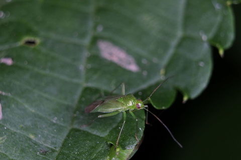 Common Green Capsid  Geotagged,Lygocoris pabulinus,Summer,United Kingdom