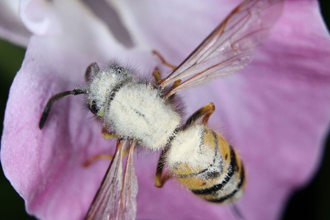 I'm addicted to pollen I thought I&#039;d stumbled upon some kind of white bee/wasp. Upon closer inspection I realised it was in fact a wasp that had been hitting the white stuff too hard :) Common wasp,Geotagged,Summer,United Kingdom,Vespula vulgaris