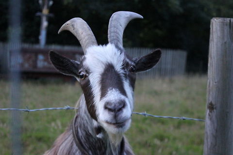 Horny Goat No extension tubes required for this shot....makes a change! Capra aegagrus hircus,Domestic Goat,Geotagged,Summer,United Kingdom