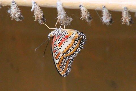 Cethosia biblis Taken at Tropical World - Roundhay, Leeds. Apparently this butterfly is critically endangered. We were lucky enough to see it shortly after leaving it's chrysalis.  Cethosia biblis,Geotagged,Red Lacewing,Summer,United Kingdom