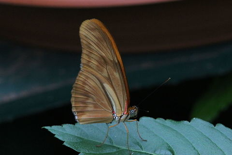 Dryas Julia Taken at "Tropical World", Roundhay, Leeds. Dryas iulia,Geotagged,Julia Heliconian Butterfly,Summer,United Kingdom