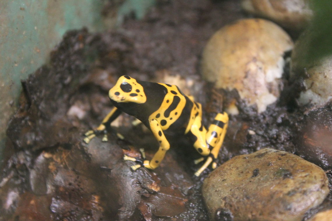 Yellow Poison Arrow Frog Taken at &quot;Tropical World&quot;, Roundhay, Leeds. Dendrobates leucomelas,Geotagged,Summer,United Kingdom,Yellow-banded Poison Dart Frog