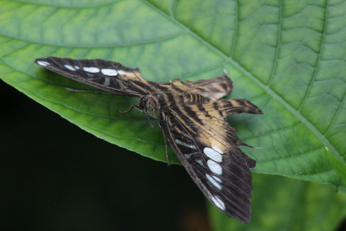 Butterfly Taken at &quot;Tropical World&quot;, Roundhay, Leeds Clipper,Geotagged,Parthenos sylvia,Summer,United Kingdom
