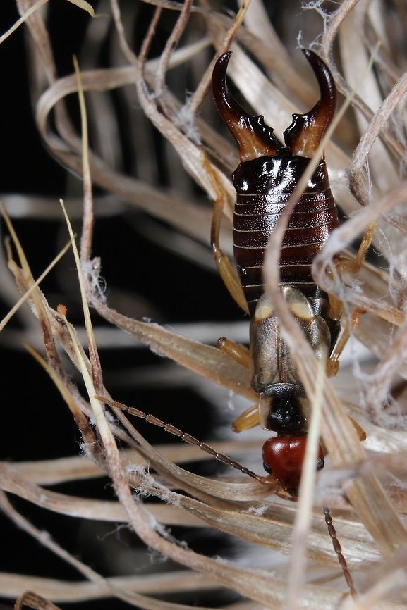 Ear, Ear - Don't hide! Took 15 shots with me messing with aperture settings to get the shot I was finally (relatively) happy with. Plenty more practice required! Forficula auricularia,Geotagged,Summer,United Kingdom