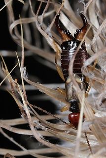 Ear, Ear - Don't hide! Took 15 shots with me messing with aperture settings to get the shot I was finally (relatively) happy with. Plenty more practice required! Forficula auricularia,Geotagged,Summer,United Kingdom
