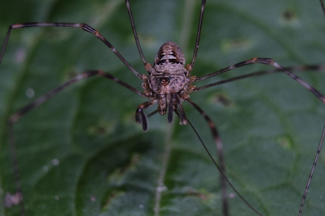 Crazy legs on a leaf Missing a leg it seems.. Geotagged,Summer,United Kingdom