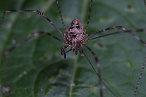 Crazy legs on a leaf Missing a leg it seems.. Geotagged,Summer,United Kingdom