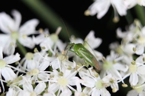 Capsid Another capsid - I thought this shot looked pleasing with the slightly over-exposed white flowers. Geotagged,Lygocoris pabulinus,Summer,United Kingdom