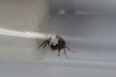 Day 14 of her Reign... This is the ant from a previous post (below) that I have taken in and am currently looking after. She's been put in a test tube with water and a protein pellet for when she starts feeding - or rather when her young start to feed her.
She's been stored in a warm dark cupboard and has only been looked in on twice now as to not disturb her. 
As you can see - her brood pile is getting bigger and bigger. Perhaps another 2 weeks and they will hatch - the first loyal subjects of her new empire...

http://www.jungledragon.com/image/31882/new_lasius_niger_queen.html Black garden ant,Lasius niger,Macro,ants,brood,lasius niger