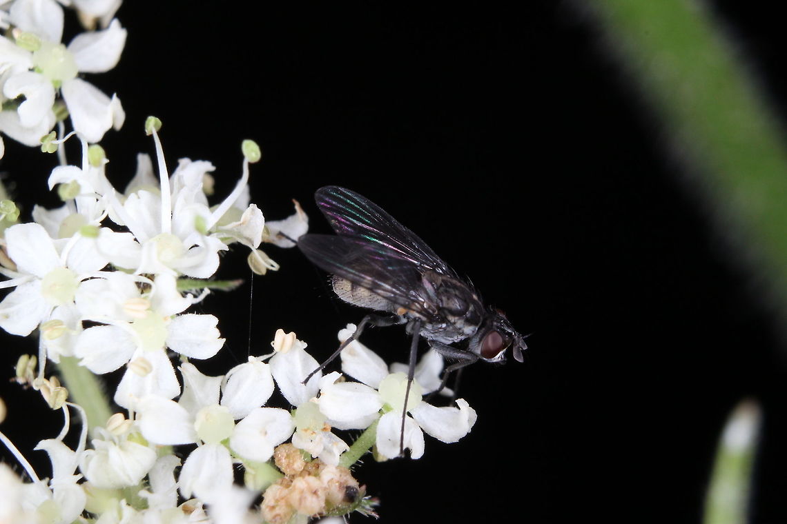Fly on flowers. As mentioned before, I&#039;m not a huge fan of flies but I did like the look of this one and the backdrop of white flowers.
