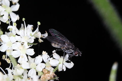 Fly on flowers. As mentioned before, I'm not a huge fan of flies but I did like the look of this one and the backdrop of white flowers.