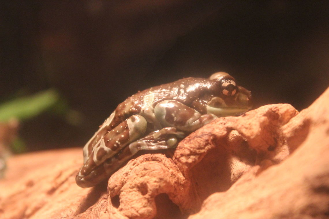 Amazon Milk Frog Taken at &quot;Tropical World&quot; - Roundhay, Leeds. Geotagged,Mission golden-eyed tree frog,Summer,Trachycephalus resinifictrix,United Kingdom