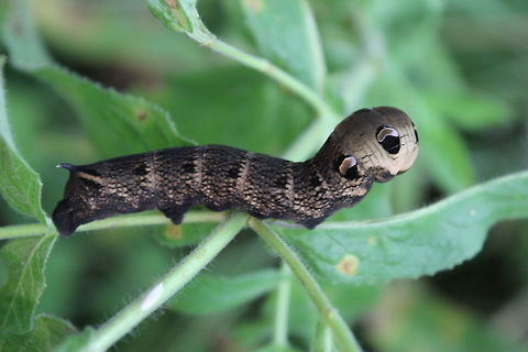 Elephant Hawk Moth Caterpillar Out for a walk tonight doing macro type shots, came across this little beauty. I'd love to have seen it in it's adult form but as this is the first time I've ever seen this species, I'm very happy :) Deilephila elpenor,Geotagged,Summer,United Kingdom