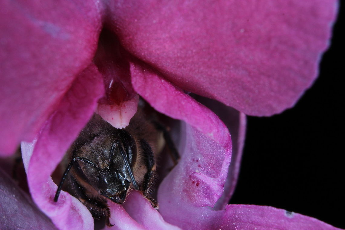 I see you The honey bees seem to love this particular flower. As ever, always a pleasure taking shots of bees.  Apis mellifera,Geotagged,Summer,United Kingdom,Western honey bee