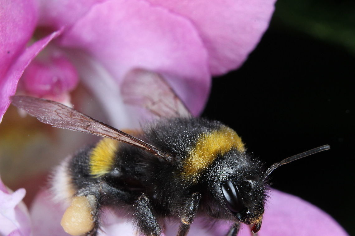 Fuzzy Buzzy Bee  Bombus terrestris,Geotagged,Summer,United Kingdom
