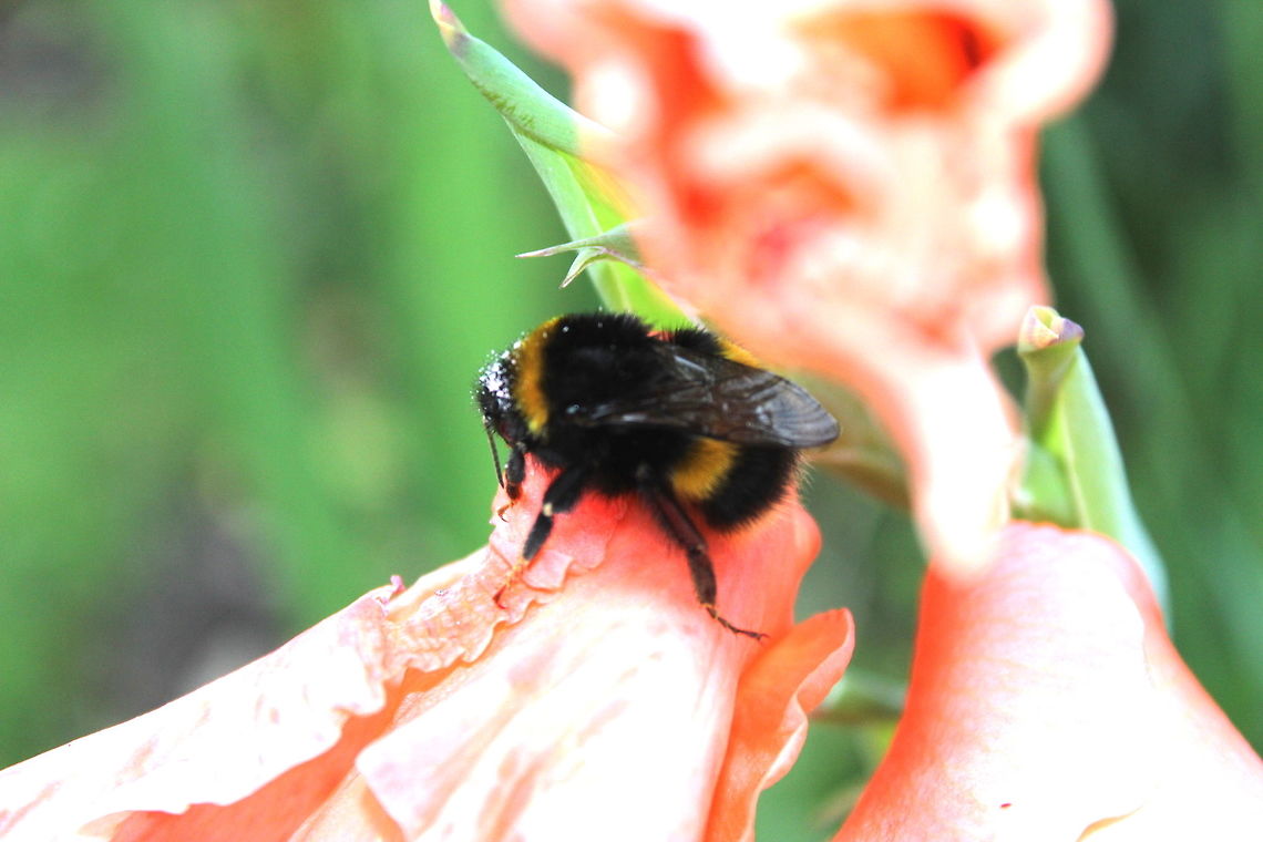 Bumble Bee Queen? I noticed her on the way home. I couldn't get a better shot unfortunately as she was in someone else's garden! I believe she was a queen given her huge size, definitely bigger than the other bumble bees I took photos of tonight.  Bombus terrestris,Geotagged,Summer,United Kingdom