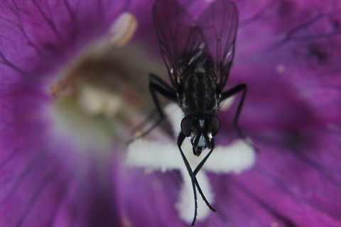 Fly on a Flower Taken with extension tubes and x10 lens attachment. Geotagged,Summer,United Kingdom