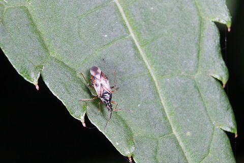 Flower Bug  Anthocoris nemorum,Common flowerbug,Geotagged,Summer,United Kingdom