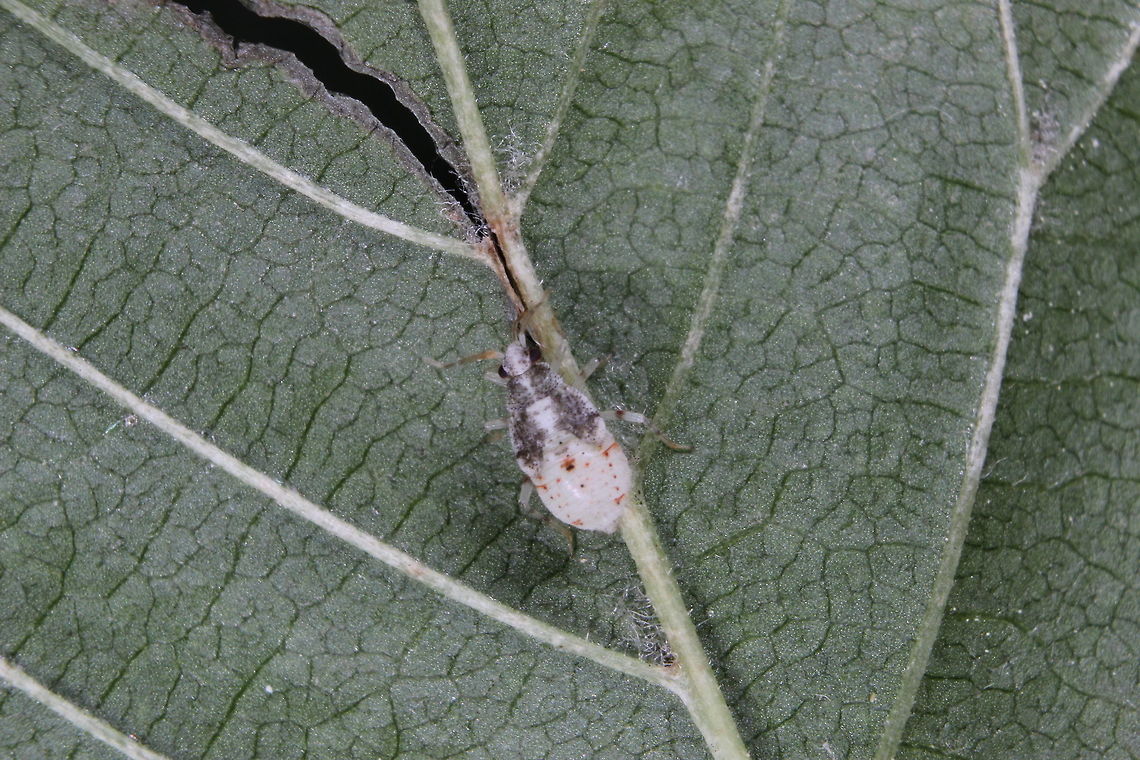 Small bug I&#039;m afraid I have no idea as to what this is. It was tiny, around 3.5mm in size. Deraeocoris lutescens,Geotagged,Summer,United Kingdom
