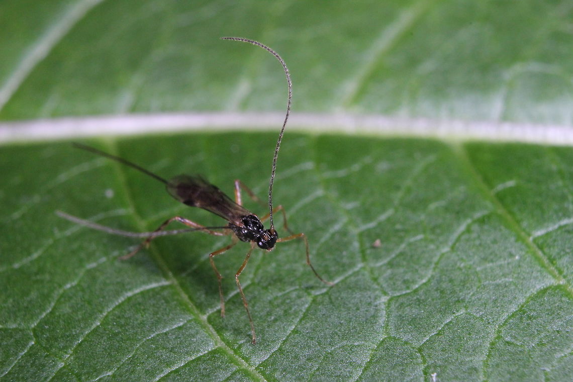 Weird bug. Unidentified as yet.  Geotagged,Summer,United Kingdom