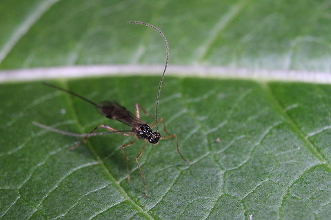 Weird bug. Unidentified as yet.  Geotagged,Summer,United Kingdom
