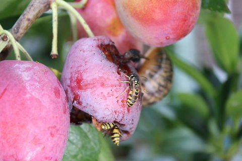 Wasps eating a treat Photobombing snail... Common wasp,Geotagged,Summer,United Kingdom,Vespula vulgaris