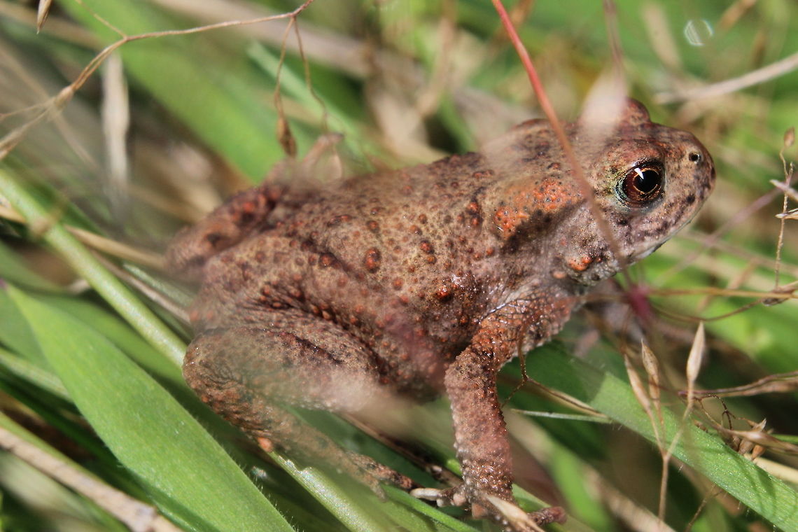 Tiny toad Almost stepped on it as I was picking blackberries. It was just over an inch in size. Bufo bufo,Common toad,Geotagged,Summer,United Kingdom