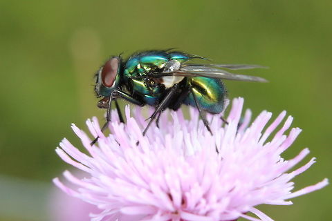 Lucilia_Caesar  Common greenbottle,Geotagged,Lucilia caesar,Summer,United Kingdom