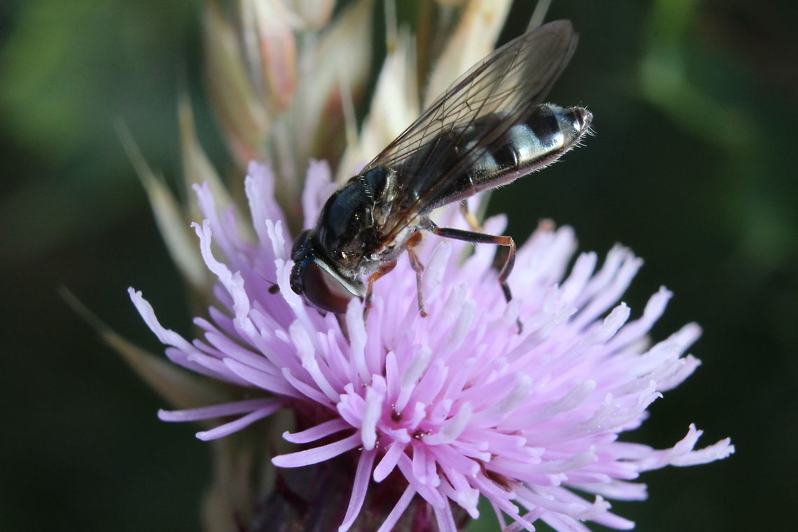 Leucozona_Glaucia I think I've identified this one correctly - it was the only hover fly I could find in my book that was blue/silver. Geotagged,Leucozona Glaucia,Leucozona glaucia,Summer,United Kingdom