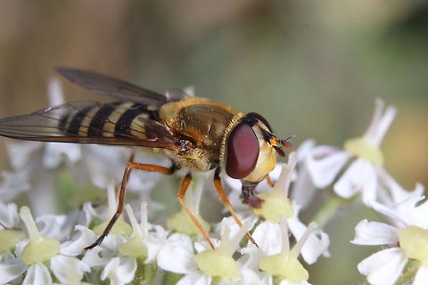 Syrphus ribesii  Geotagged,Summer,Syrphus ribesii,United Kingdom