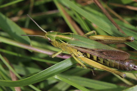 Omocestus_viridulus  Geotagged,Omocestus viridulus,Summer,United Kingdom