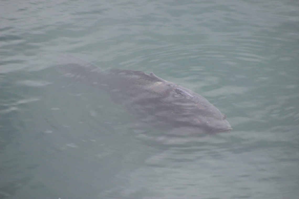 Poser fish Saw 6 of these mirror carp from the edge of a lake. They seemed to follow me around before staying very still. Must have wanted their picture taking :) Common carp,Cyprinus carpio,Geotagged,Summer,United Kingdom