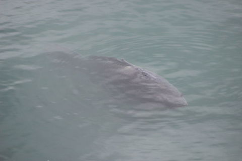Poser fish Saw 6 of these mirror carp from the edge of a lake. They seemed to follow me around before staying very still. Must have wanted their picture taking :) Common carp,Cyprinus carpio,Geotagged,Summer,United Kingdom
