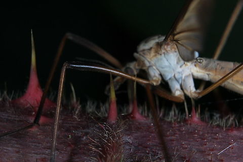 Tipula Paludosa on brambles Seen while picking blackberries. After reviewing the picture, it seems the bramble vine was a better shot than the crane fly! Geotagged,Summer,Tipula paludosa,United Kingdom