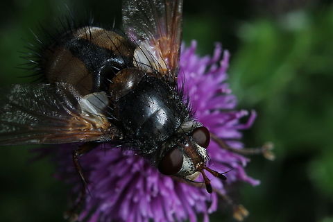 hairy_fly Identified using Colins complete guide to British insects & verified with google image search across multiple images. Geotagged,Summer,Tachina Fera,Tachina fera,United Kingdom