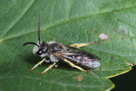 hairy bee? I can't find this in any book I have. Also - searching for "uk bee species" doesn't bring this particular insect up. Is it a bee? A fly? I shall keep looking. Geotagged,Summer,United Kingdom