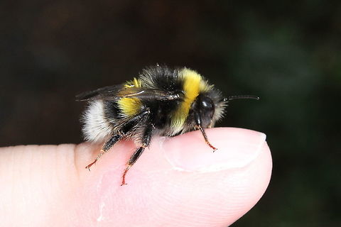 Made a new friend Was out walking this afternoon when this little lady landed on my jeans as I was eating an ice cream. I finished the ice cream and expected her to fly off - she didn't. As she was crawling up my leg cleaning herself, I let her walk on my hand. She stayed there for a while before eventually walking off onto a leaf (with a little persuasion!)

Gotta love bees :) Geotagged,Summer,United Kingdom