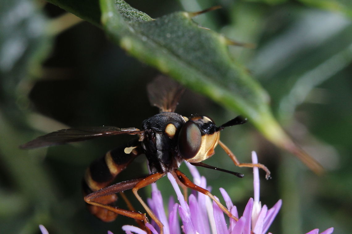 Digger Wasp? Still looking to positively identify this one. The abdominal rings did go all the way around the body without breaks. The bugs I've been looking at are similar but don't have a light colour head. They also are missing the 2 lighter dots just behind the head. I'll keep checking. Conops quadrifasciatus,Geotagged,Summer,United Kingdom