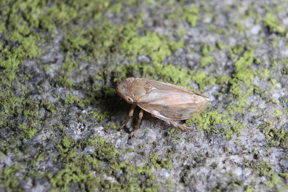 Frog hopper  Geotagged,Meadow froghopper,Philaenus spumarius,Summer,United Kingdom
