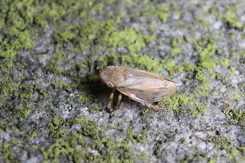 Frog hopper  Geotagged,Meadow froghopper,Philaenus spumarius,Summer,United Kingdom