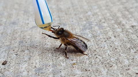 Gimme, gimme! Saw this at my parents, she looked tired so my Dad gave her a sweet treat. 10 minutes later she flew away. Always happy to help a bee out. 

Quality not up to my usual standard, taken on my galaxy s6 phone. Still, not bad really!  Apis mellifera,Western honey bee