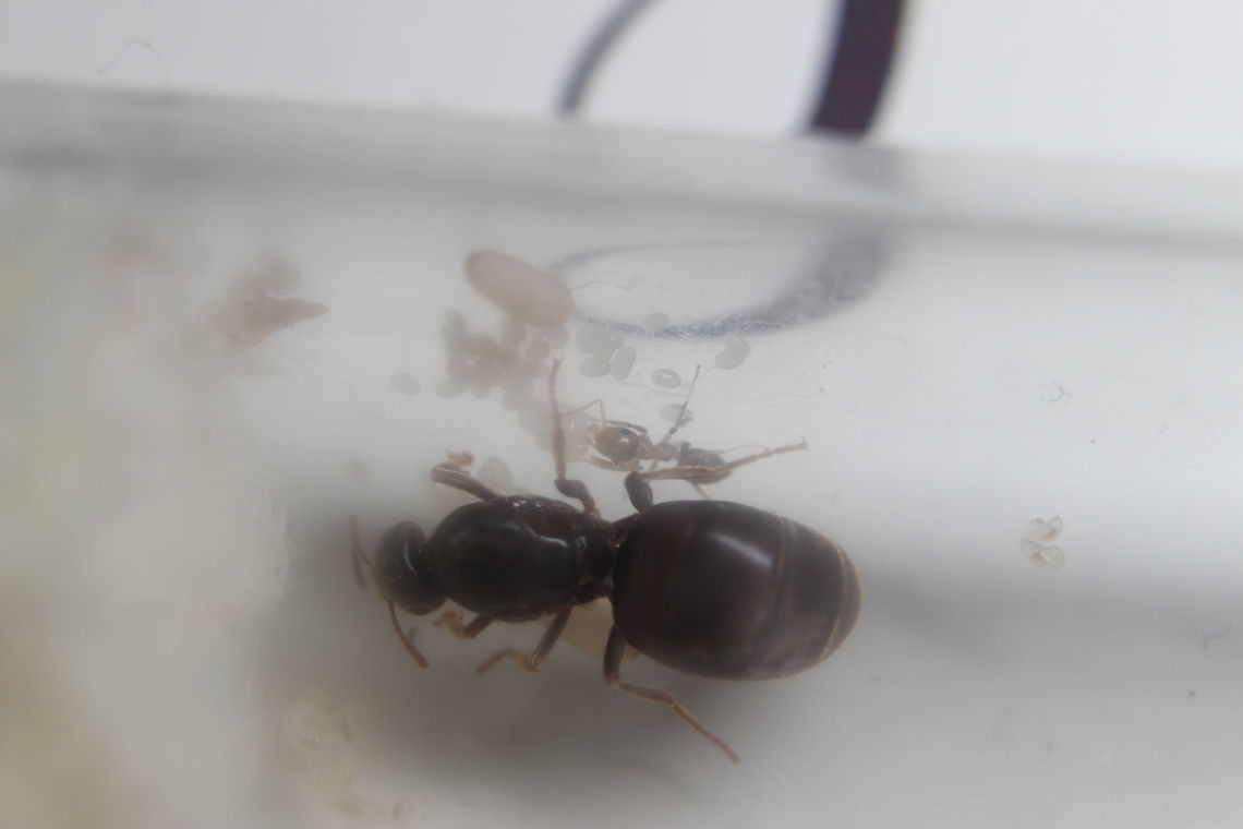 New Born... The Lasius Niger Queen I&#039;ve been looking after for a month now has had her first baby!!<br />
You can see how tiny she is, small and spindly as she won&#039;t have had any mature ants feeding her as she was growing...<br />
<figure class="photo"><a href="https://www.jungledragon.com/image/31882/new_lasius_niger_queen.html" title="New Lasius Niger Queen"><img src="https://s3.amazonaws.com/media.jungledragon.com/images/2488/31882_thumb.JPG?AWSAccessKeyId=05GMT0V3GWVNE7GGM1R2&Expires=1759968010&Signature=rMlfoR0l5tzASfD3PaLKzbEyGoo%3D" width="200" height="134" alt="New Lasius Niger Queen What an exciting evening - after very heavy rain yesterday and warm/humid weather today, it would appear that conditions were perfect for the nuptial flights! Hundreds of Lasius Niger males and newly impregnated queens landed in my garden. It was nice to sit out having a BBQ and watching them all fly round and land, looking for their new nesting site so they can start their own colony. Really pleased I got to witness it :) Black garden ant,Lasius niger" /></a></figure> Black garden ant,Lasius niger